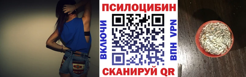 закладка  Алзамай  Псилоцибиновые грибы Psilocybe 